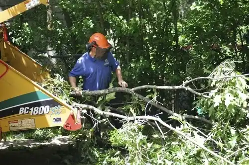tree services Arnold Line